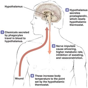 Explanation for fever in response to infection