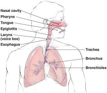 Structure of the respiratory system