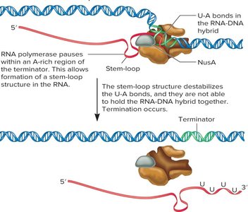 Stem-loop (factor-independent) transcription termination