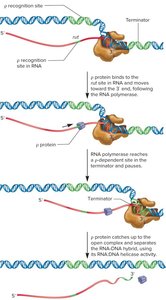 Rho-dependent transcription termination