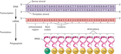 Gene to mRNA to protein: codons and anticodons