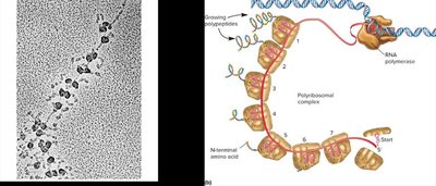 Polyribosome complex in translation
