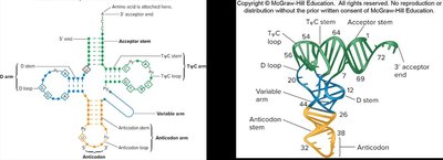 tRNA secondary and tertiary structure