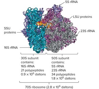 Structure of the bacterial 70S ribosome