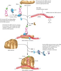 Initiation of protein synthesis in bacteria