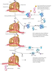 Elongation cycle of protein synthesis