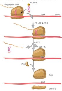 Termination of protein synthesis in bacteria