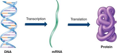 Diagram of the central dogma: DNA to mRNA to protein