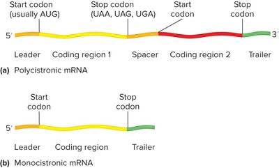 Diagram of polycistronic and monocistronic mRNA