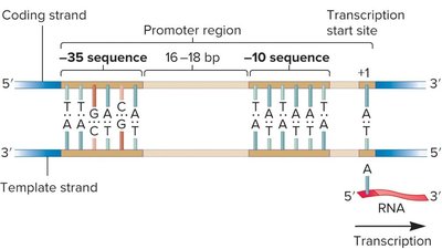 Promoter region with -35 and -10 sequences