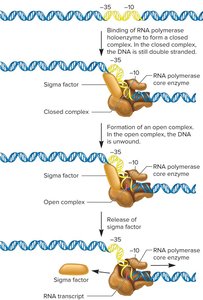 Steps of transcription initiation in bacteria