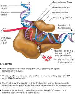 Transcription bubble and RNA synthesis