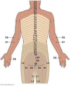 Dermatomes of the human body