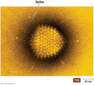 Adenovirus particle