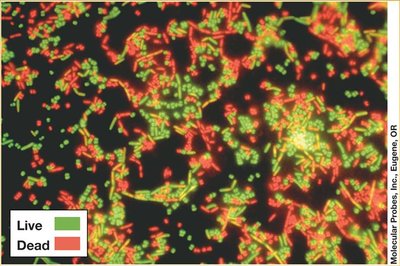 Viability staining: live (green) and dead (red) cells