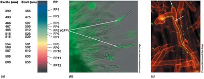 GFP fluorescence in bacteria on plant roots