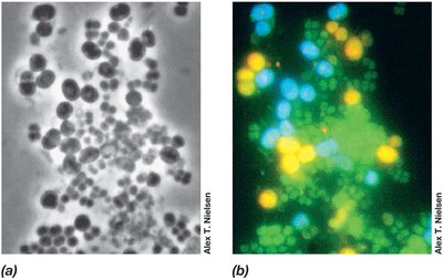 FISH reveals genetically distinct microbial types