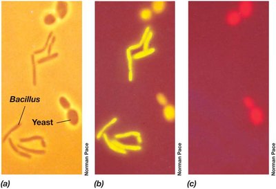 FISH with universal and eukaryal probes