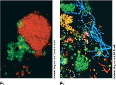 FISH analysis of activated sludge with multiple probes