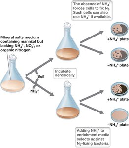 Enrichment culture selection for N2-fixing bacteria