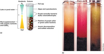 Winogradsky column schematic and photo