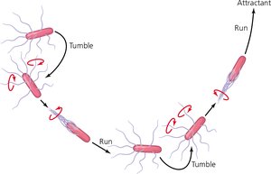 Motion of a peritrichous bacterium