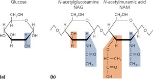 Structures of glucose, NAG, and NAM