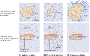Effects of isotonic, hypertonic, and hypotonic solutions on cells