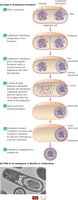 Formation of an endospore