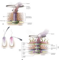 Structure of bacterial flagella