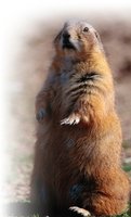 Plague reservoir animal