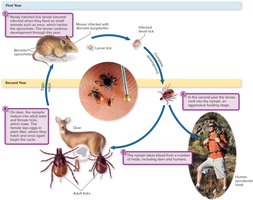 Cycle of Lyme disease in the Northeastern U.S.