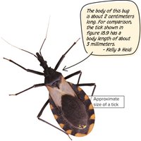 Triatomine bug, vector of Chagas disease