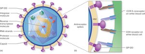 Structure of HIV and host cell receptors