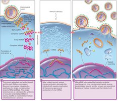 Multiplication cycle of HIV