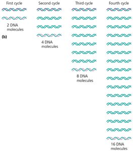 PCR amplification over cycles