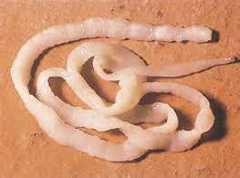 Taenia solium adult