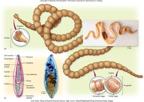 Morphology of tapeworms and flukes