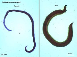 Schistosoma male and female