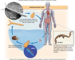 Schistosomiasis life cycle