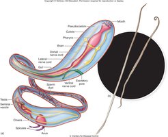 Morphology of roundworms