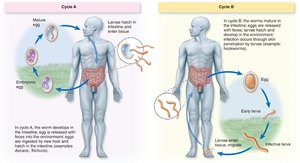 Helminth life cycles: Cycle A and Cycle B