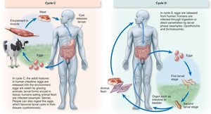 Helminth life cycles: Cycle C and Cycle D