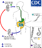 Pinworm life cycle