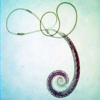 Adult whipworm