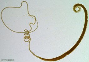 Whipworm morphology