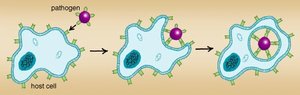 Pathogen invasion and immune response in the lung