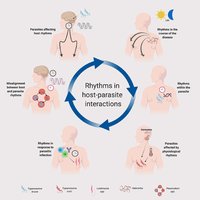 Rhythms in host-parasite interactions