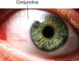 Anatomy of the conjunctiva