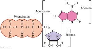 Formation of sucrose from glucose and fructose
